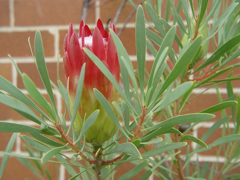 protea-b 002.jpg